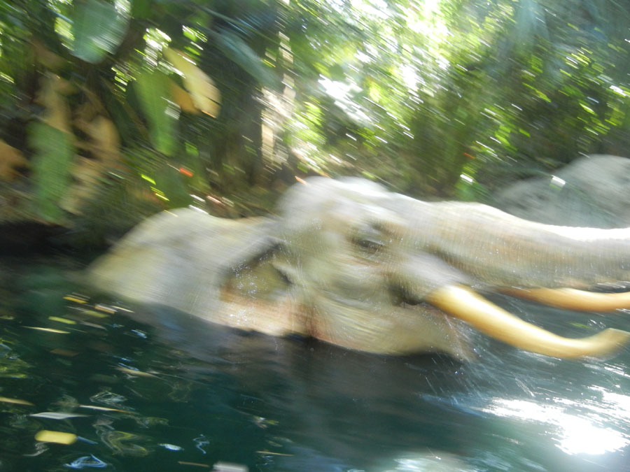 Disneyland Jungle Cruise in Adventureland